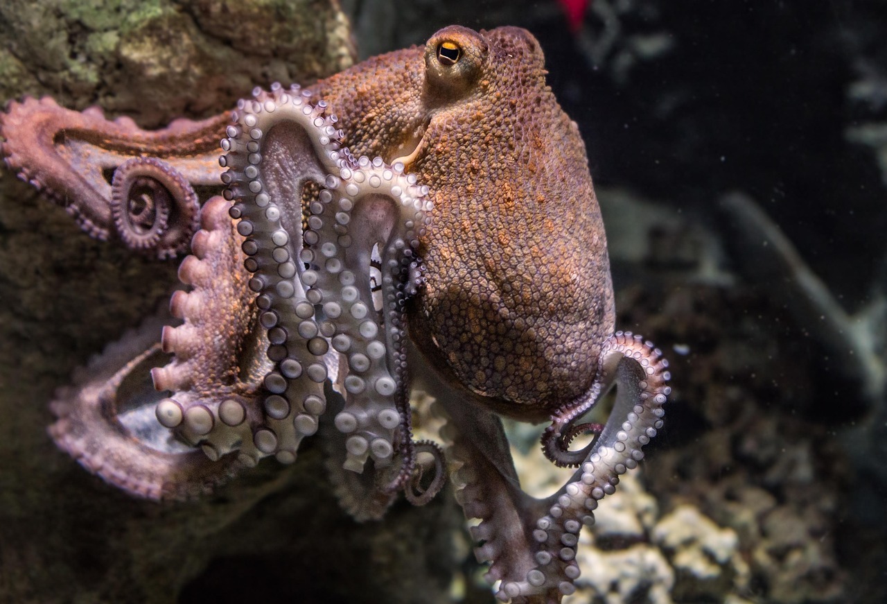 Why Octopuses Might Be the Closest Thing to Alien Intelligence